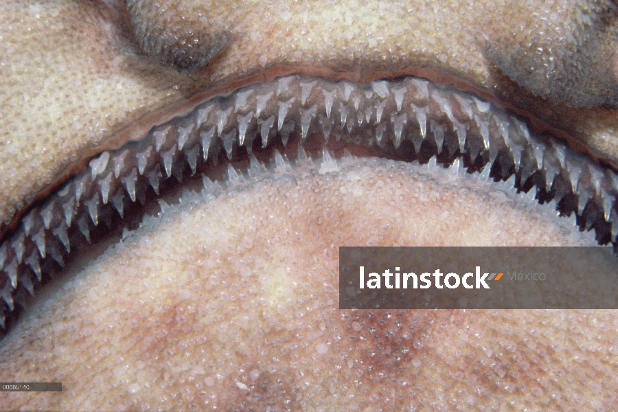 Se hinchan de Close-up de tiburón (Cephaloscyllium ventriosum) de dientes