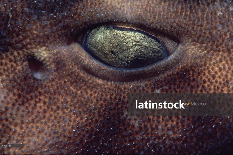 Inflamación ocular de la Shark (Cephaloscyllium ventriosum)