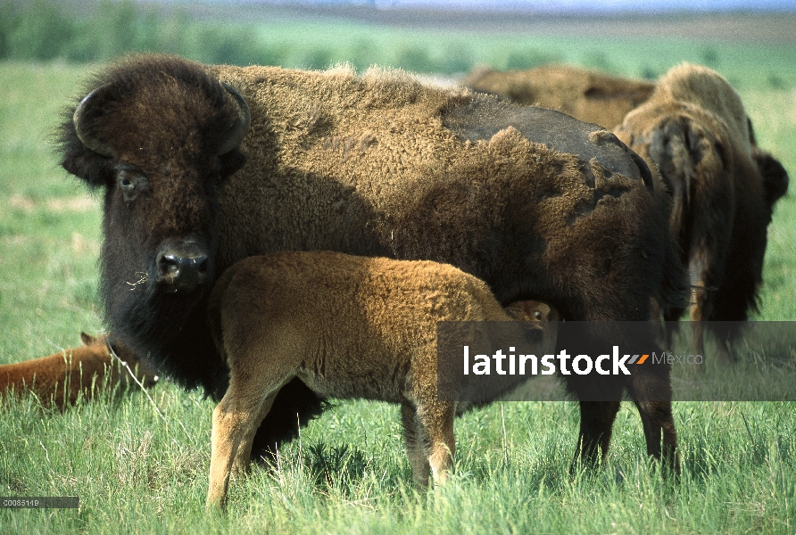 Madre de bisonte americano (bisonte del bisonte) con enfermería becerro, Dakota del sur