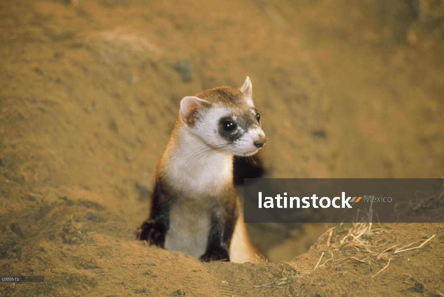 Hurón de patas negras (Mustela nigripes) mirando de madriguera, Wyoming