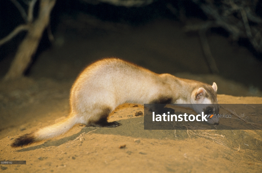 Hurón de patas negras (Mustela nigripes) que huele a tierra, Wyoming