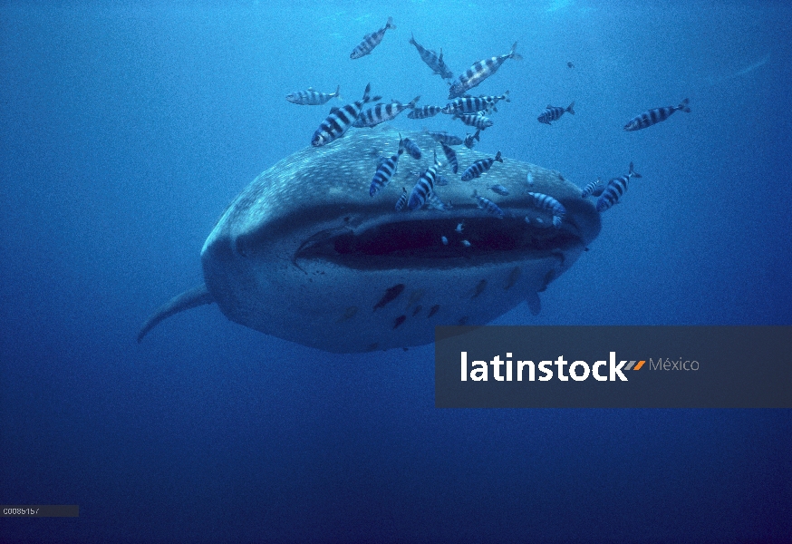 Tiburón ballena (Rhincodon typus) con pez piloto (Naucrates ductor) y rémoras (Remora sp), Baja Cali