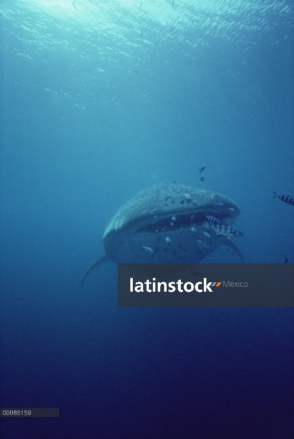 La ballena tiburón (Rhincodon typus) nadar bajo el agua con simbiótica pez piloto (Naucrates ductor)