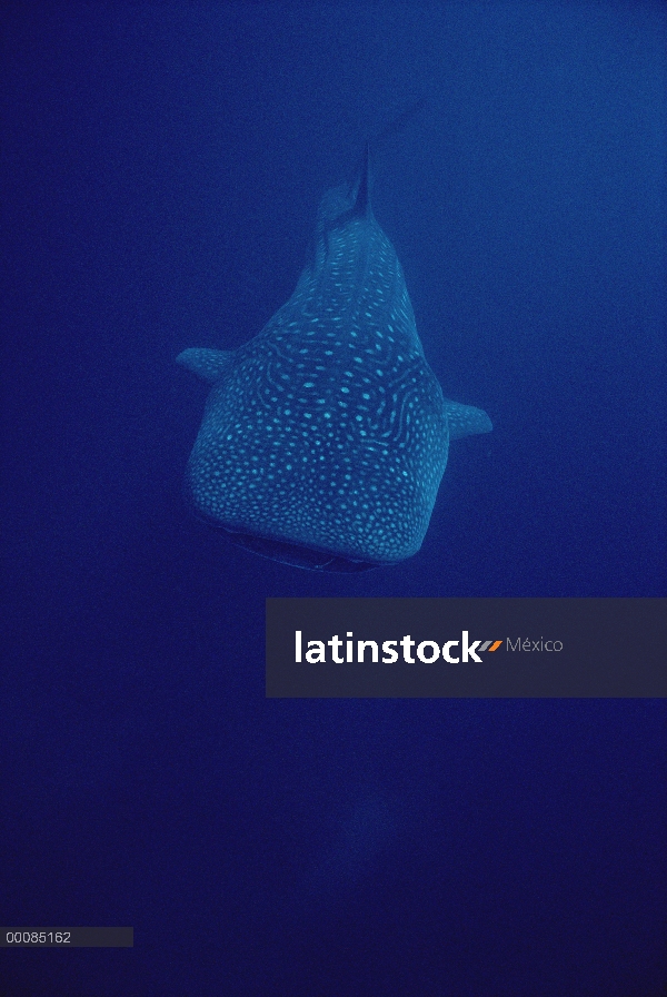 Tiburón ballena (Rhincodon typus) retrato subacuático, amenazado, Hawaii