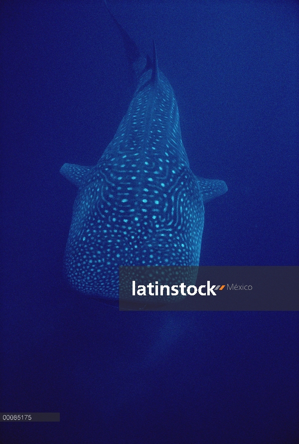 Tiburón ballena (Rhincodon typus) retrato subacuático, amenazado, Hawaii