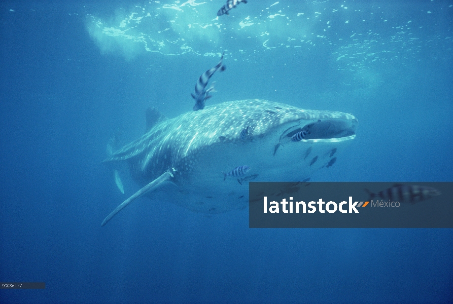 La ballena tiburón (Rhincodon typus) nadar bajo el agua con simbiótica pez piloto (Naucrates ductor)