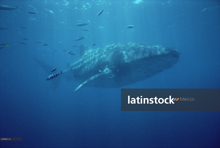 La ballena tiburón (Rhincodon typus) nadar bajo el agua con simbiótica pez piloto (Naucrates ductor)