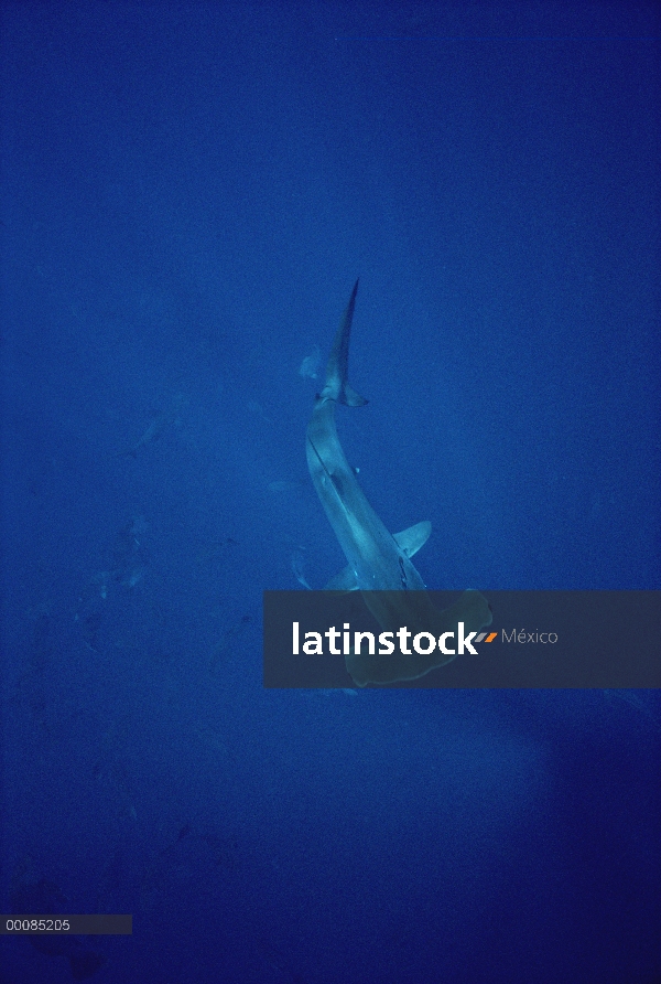 Festoneado tiburón martillo (Sphyrna lewini) vista superior, bajo el agua, Baja California, México