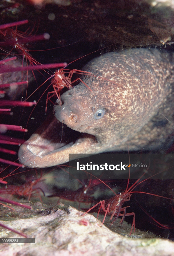 Anguila morena (Gymnothorax mordax) con camarón limpiador, California