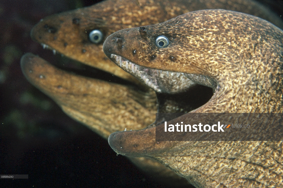 Par de morenas anguila (Gymnothorax sp), América del norte