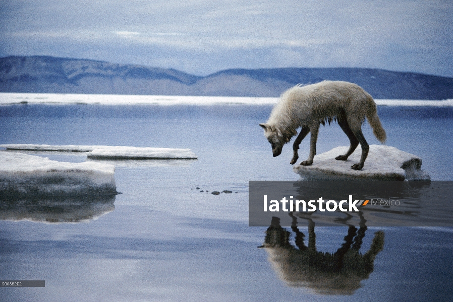 Lobo Ártico (Canis lupus) en témpano de hielo, isla de Ellesmere, Nunavut, Canadá