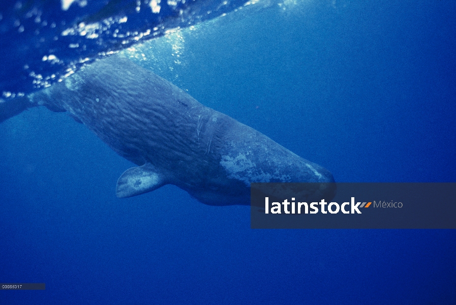 Cachalote (Physeter macrocephalus) adulto buceo, Dominica