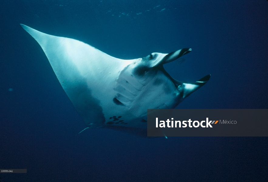 Retrato subacuático manta raya (Manta birostris), Baja California, México