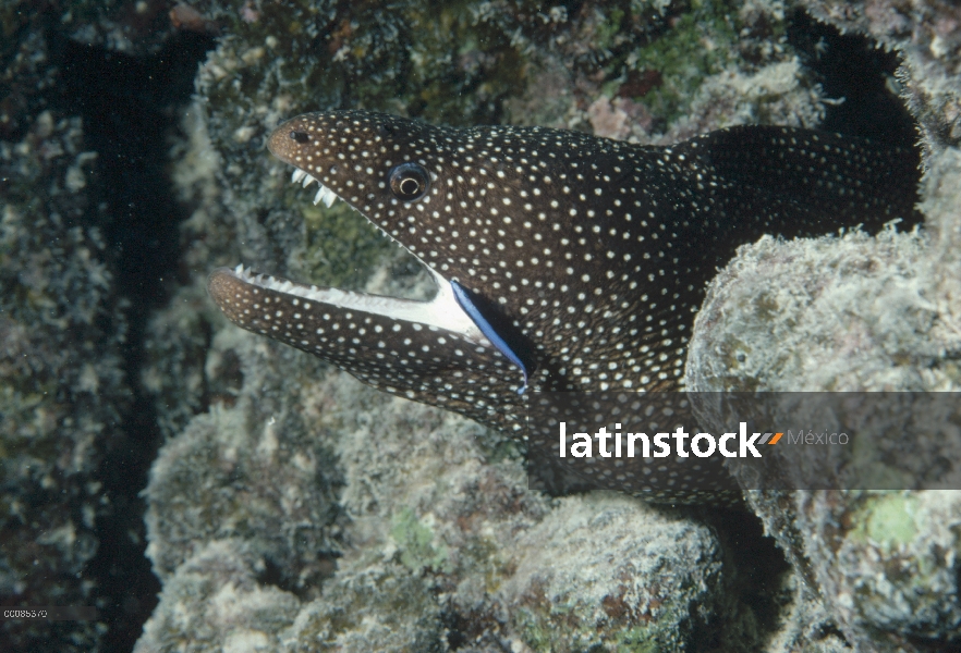 Anguila morena (Gymnothorax sp) gobio (Gobiidae), América del norte