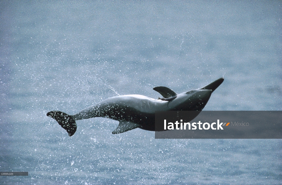 Spinner delfines (Stenella longirostris) salto, Hawaii