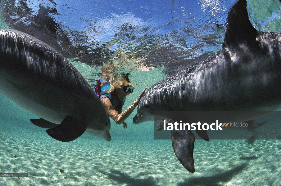 Par de delfines (Tursiops truncatus) mular interactuando con buceador, Hawaii