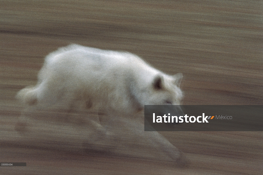 Lobo Ártico (Canis lupus) en ejecución, isla de Ellesmere, Nunavut, Canadá