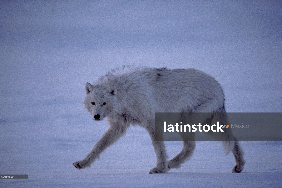 Lobo Ártico (Canis lupus) caminar sobre terreno nevado, isla de Ellesmere, Nunavut, Canadá