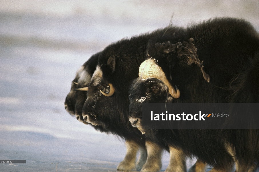 Buey almizclero (Ovibos moschatus) de la manada en formación defensiva, isla de Ellesmere, Nunavut, 