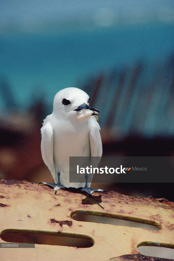 Charrán blanco (Gygis alba) con peces de pico, Islas de sotavento hawaianas