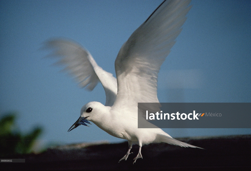 Blanco mate (Gygis alba) con pescado para alimentar a su polluelo, Islas de sotavento hawaianas, Haw