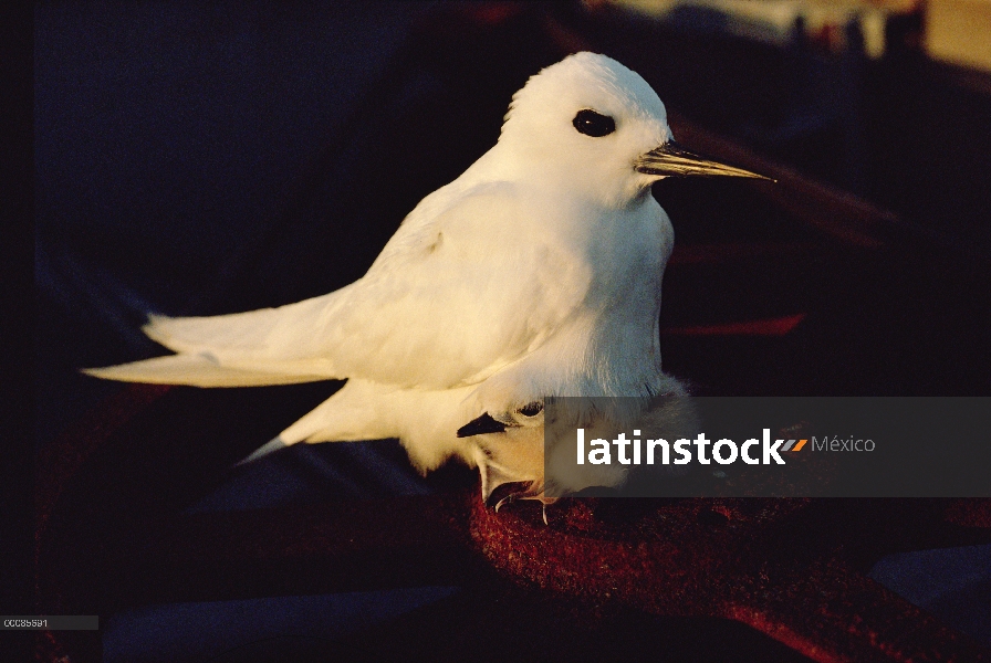 Charrán blanco (Gygis alba) incubando huevos, Hawaii