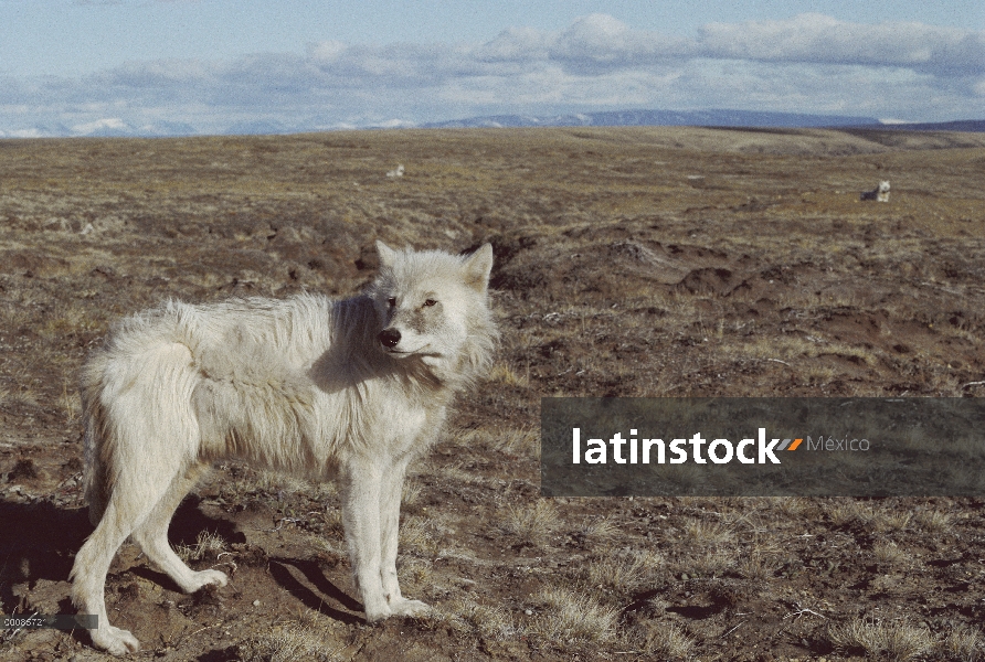 Juvenil de lobo Ártico (Canis lupus), isla de Ellesmere, Nunavut, Canadá