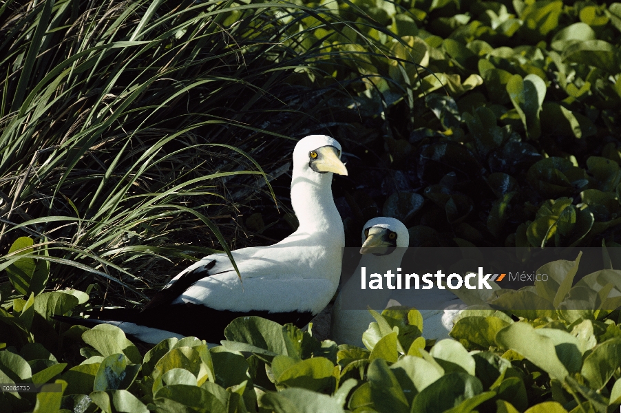 Pareja de piquero (Sula dactylatra) enmascarado en el nido, las islas de sotavento hawaianas