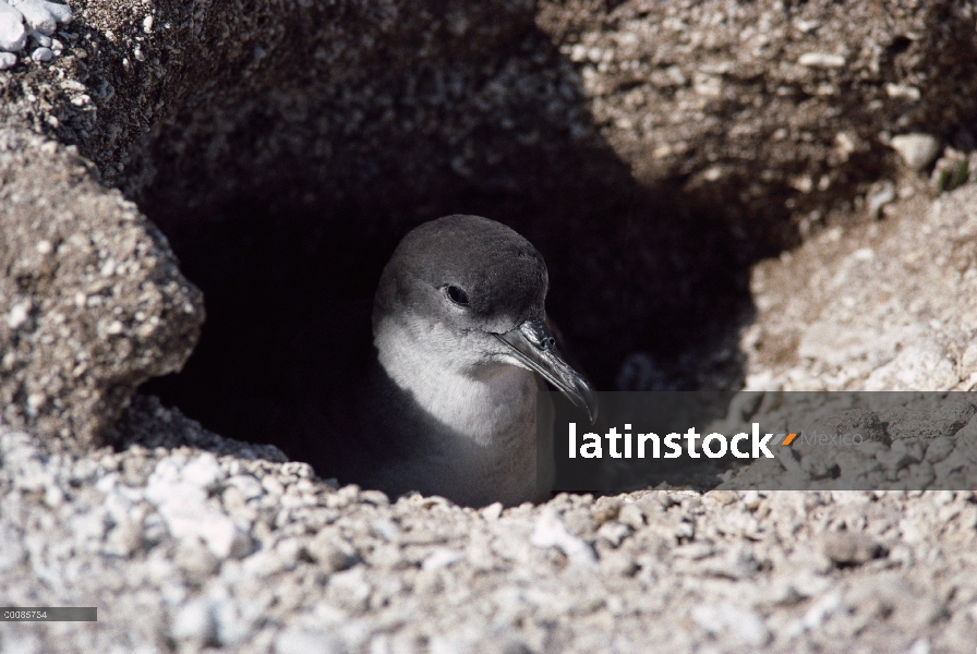 Pardela cola cuña (Puffinus pacificus) incubando huevos en nido madriguera, Islas de sotavento hawai