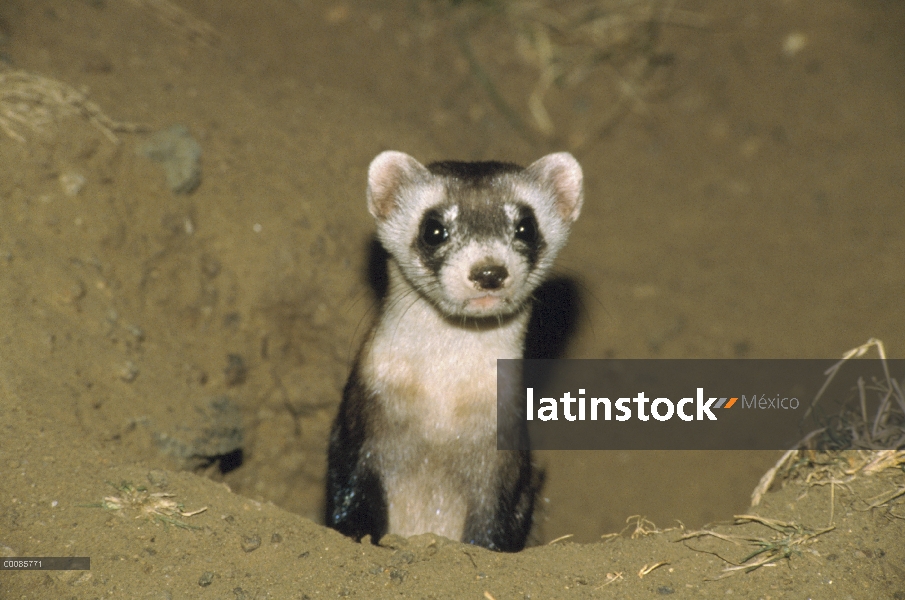 Hurón de patas negras (Mustela nigripes) mirando de madriguera, Wyoming