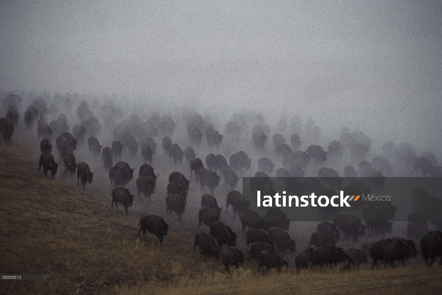 Bisonte americano (Bison bison) de la manada en estampida, Dakota del sur