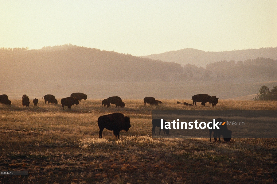 Bisonte americano (bisonte del bisonte) rebaño de pastoreo en pradera, Dakota del sur