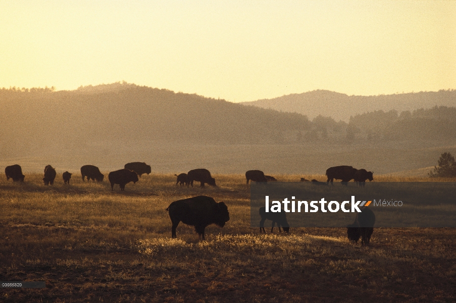 Bisonte americano (bisonte del bisonte) rebaño de pastoreo en pradera, Dakota del sur