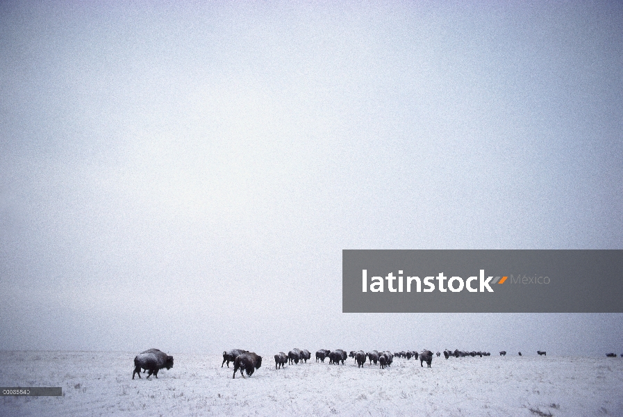 Bisonte americano (bisonte del bisonte) manada de pradera cubierta de nieve, pradera de Ordway, Dako