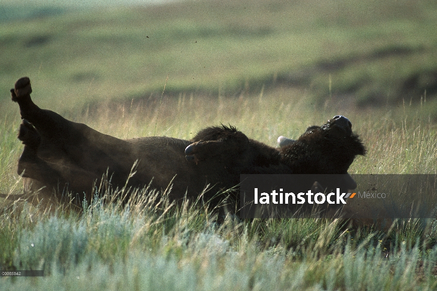 Bisonte americano (bisonte del bisonte) revolcándose, Dakota del sur