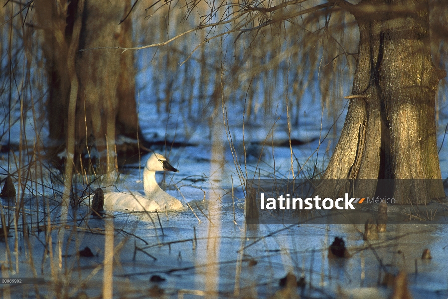 Cisne silbador (Cygnus columbianus) nadando entre manglares, Refugio Nacional de vida silvestre de M