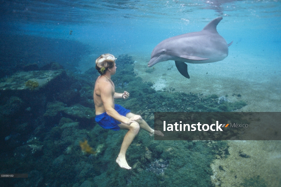 Delfín mular (Tursiops truncatus) nadando con un hombre joven, Hawaii