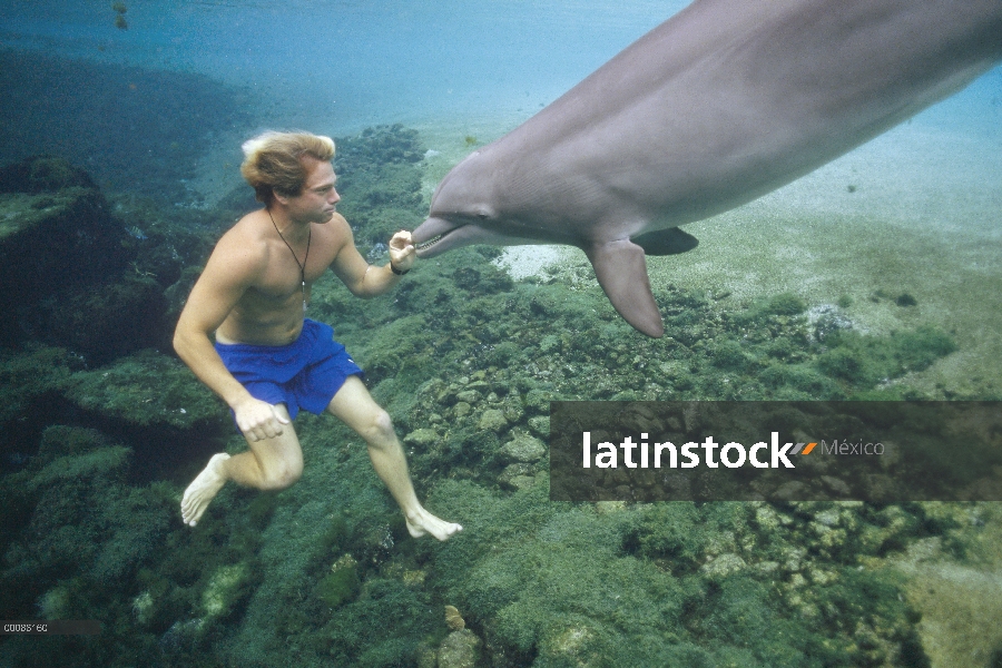 Delfín mular (Tursiops truncatus) nadando con un hombre joven, Hawaii