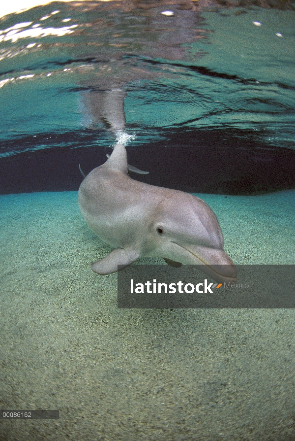 Delfín mular (Tursiops truncatus), Hawaii