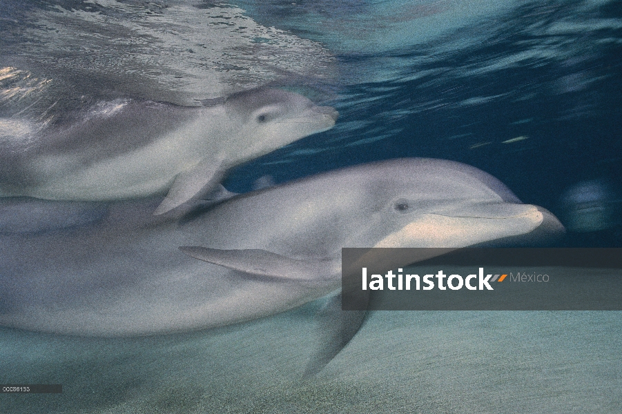 Madre de tonina Delfín (Tursiops truncatus) y jóvenes en el movimiento, Hawaii