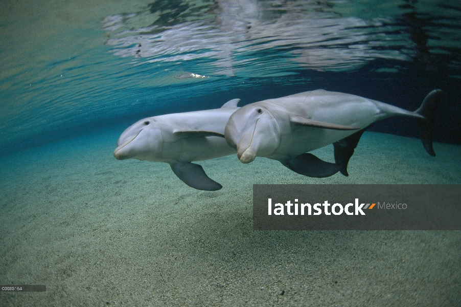 Par submarino tonina Delfín (Tursiops truncatus), Hawaii