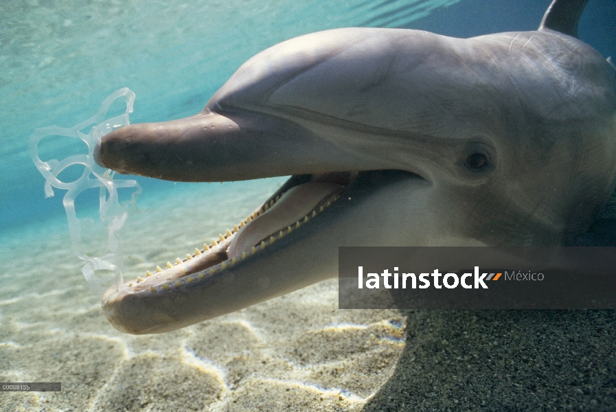 Delfín mular (Tursiops truncatus) jugando con un soporte de plástico seis pack, Hawaii