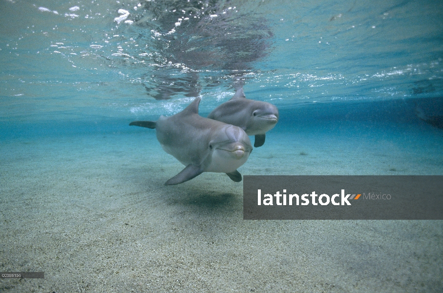 Par submarino tonina Delfín (Tursiops truncatus), Hawaii