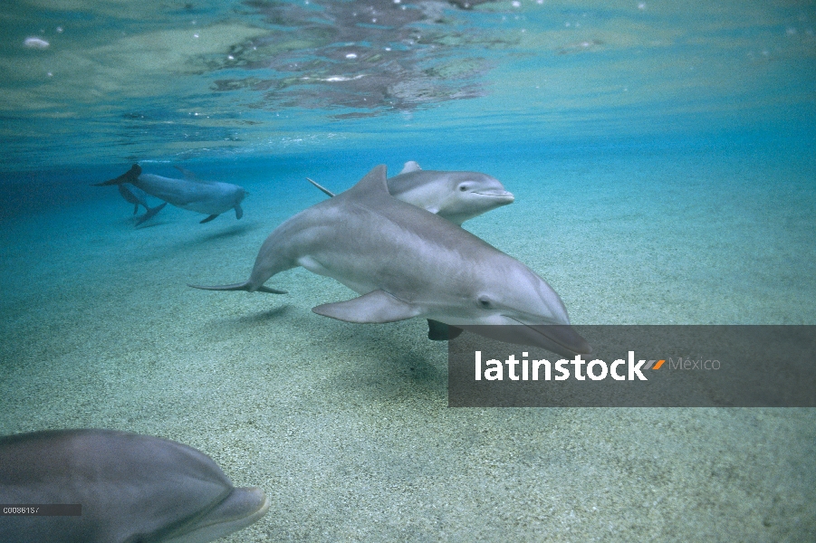 Par submarino tonina Delfín (Tursiops truncatus), Hawaii