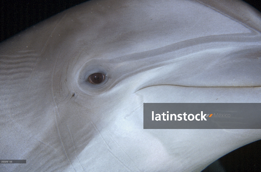 Ojo del Delfín (Tursiops truncatus) de mulares, Hawaii