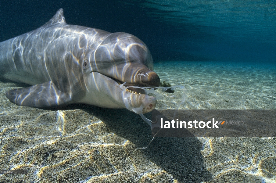 Delfín mular (Tursiops truncatus) jugando con un soporte de plástico seis pack, Hawaii