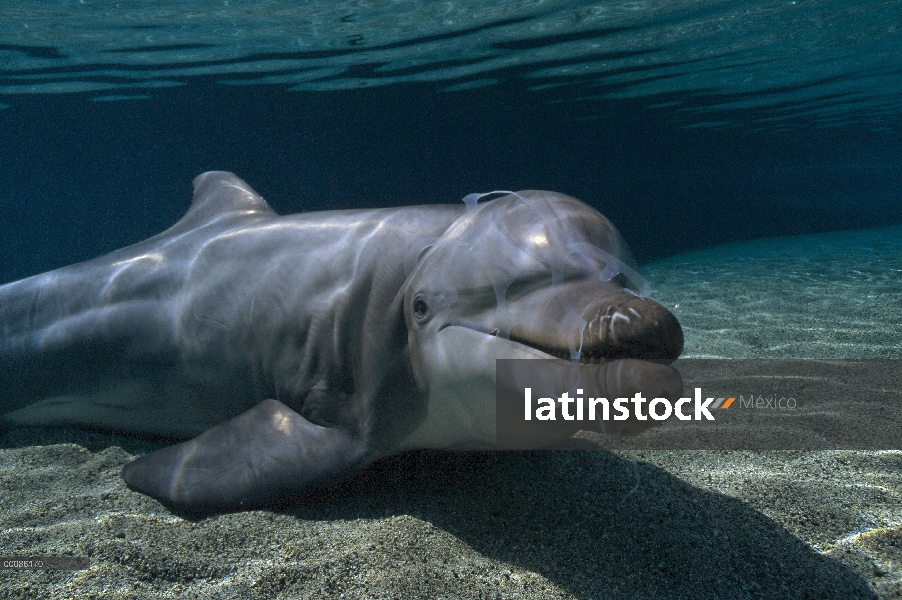 Delfín mular (Tursiops truncatus) jugando con un soporte de plástico seis pack, Hawaii