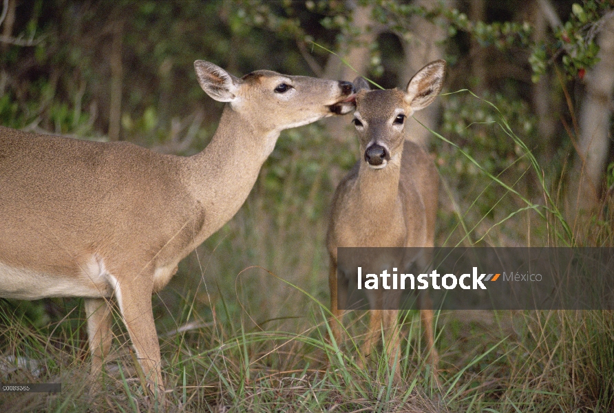 Clave de las hembras de venado (Odocoileus virginianus clavium), una preparación otro pantano del sa