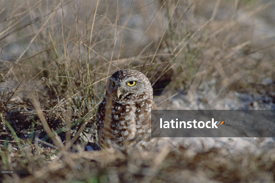 Lechuza (Athene cunicularia) en pastos secos, América del norte