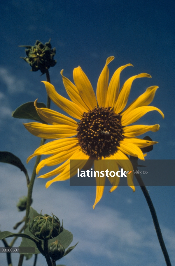 Girasol (Helianthus petiolaris) relacionada con el girasol común, Dakota del sur